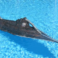 U-Boot U-Boot